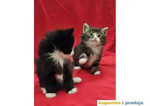 NORVEŠKI ŠUMSKI mačići vrhunskog porekla - 6/6