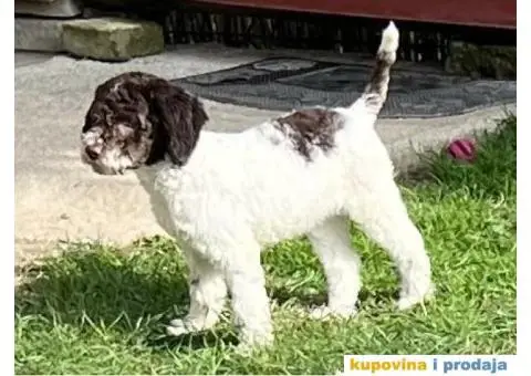 Lagotto Romagnolo štenci - 2/14