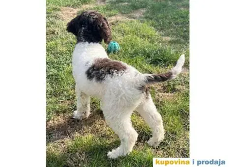 Lagotto Romagnolo štenci - 7/14