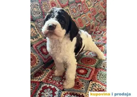 Lagotto Romagnolo štenci - 12/14