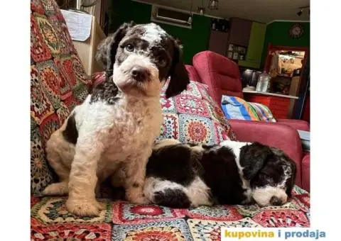 Lagotto Romagnolo štenci - 13/14