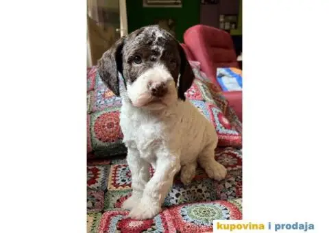 Lagotto Romagnolo štenci - 14/14