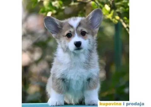 Velski korgi/Welsh Corgi Pembroke - 1/5