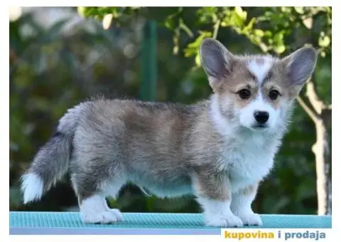 Velski korgi/Welsh Corgi Pembroke - 2/5