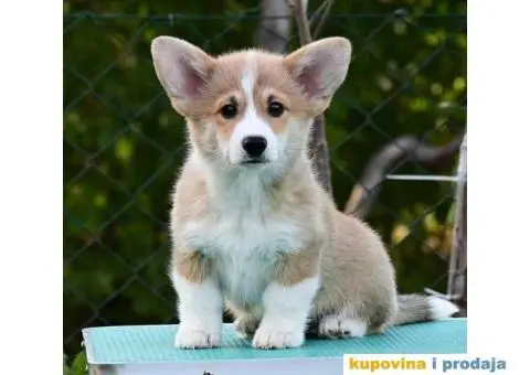 Velski korgi/Welsh Corgi Pembroke - 3/5