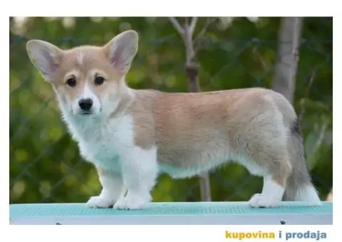 Velski korgi/Welsh Corgi Pembroke - 4/5