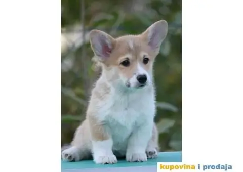Velski korgi/Welsh Corgi Pembroke - 5/5