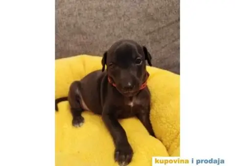 MALI ITALIJANSKI HRTOVI rezervacija - 1/13