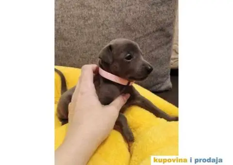 MALI ITALIJANSKI HRTOVI rezervacija - 2/13