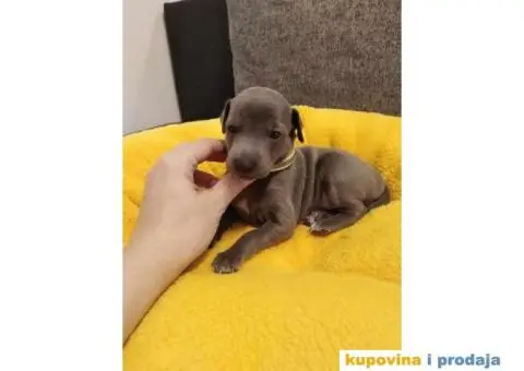 MALI ITALIJANSKI HRTOVI rezervacija - 3/13