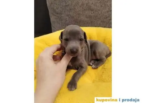 MALI ITALIJANSKI HRTOVI rezervacija - 8/13