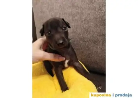 MALI ITALIJANSKI HRTOVI rezervacija - 10/13