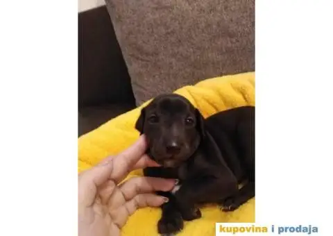 MALI ITALIJANSKI HRTOVI rezervacija - 12/13