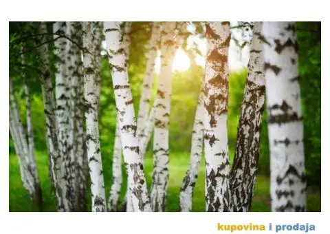 Sadnice bele breze i kleke