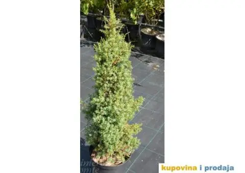 Sadnice bele breze i kleke - 2/2