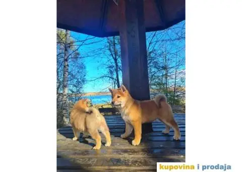 TOP Shiba inu stenci - 1/13