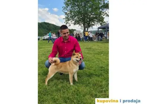 TOP Shiba inu stenci - 11/13