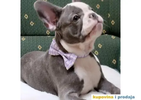 Štenci francuskog buldoga egzotičnih boja - 1/8