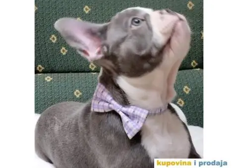 Štenci francuskog buldoga egzotičnih boja - 2/8