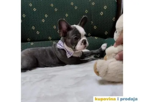 Štenci francuskog buldoga egzotičnih boja - 3/8