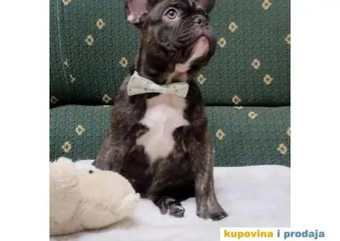 Štenci francuskog buldoga egzotičnih boja - 4/8