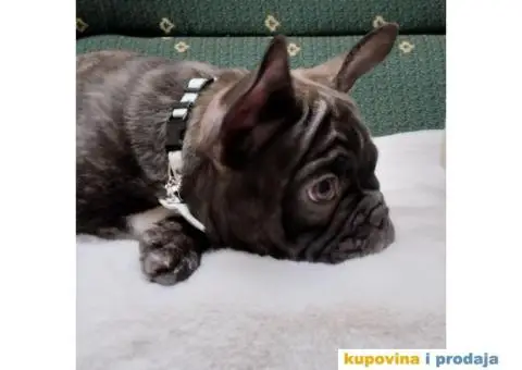 Štenci francuskog buldoga egzotičnih boja - 5/8