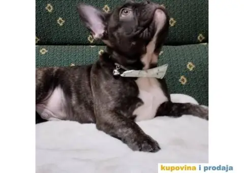 Štenci francuskog buldoga egzotičnih boja - 6/8