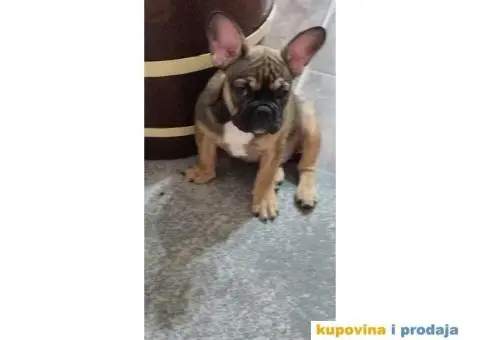 Štenci francuskog buldoga egzotičnih boja - 7/8