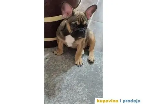 Štenci francuskog buldoga egzotičnih boja - 8/8