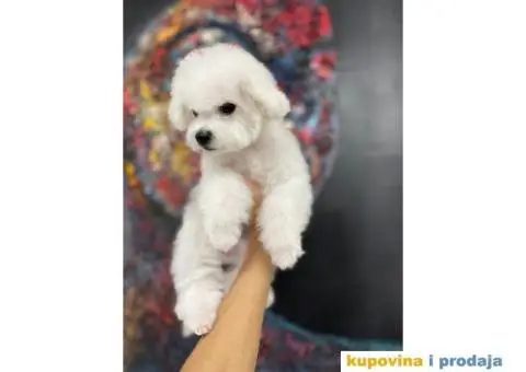 Kovrdžavi bišon štene - 1/4