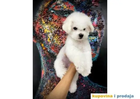 Kovrdžavi bišon štene - 2/4