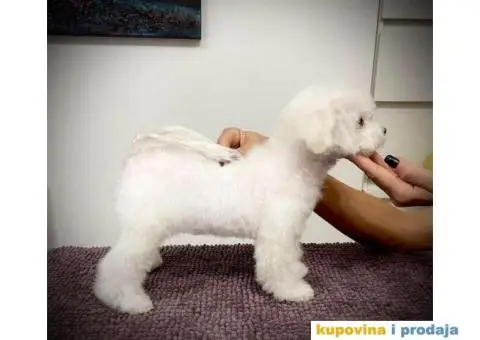 Kovrdžavi bišon štene - 3/4