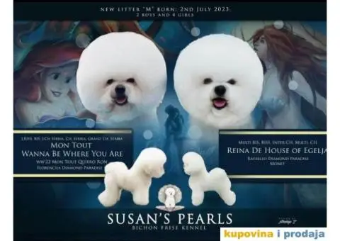 Kovrdžavi bišon štene - 4/4