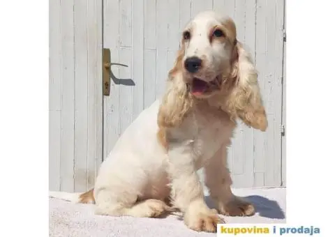 Engleski koker španijel prelepi štenci - 1/13