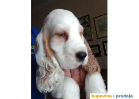 Engleski koker španijel prelepi štenci - 2/13