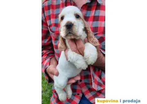Engleski koker španijel prelepi štenci - 3/13