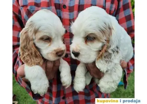 Engleski koker španijel prelepi štenci - 4/13
