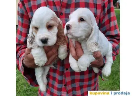 Engleski koker španijel prelepi štenci - 5/13