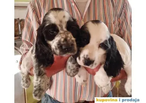 Engleski koker španijel prelepi štenci - 6/13