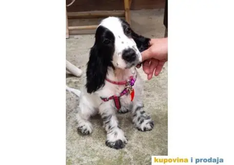Engleski koker španijel prelepi štenci - 7/13