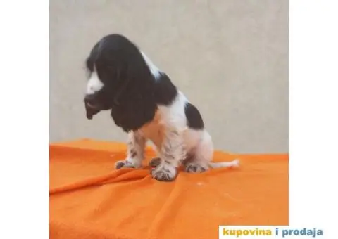 Engleski koker španijel prelepi štenci - 8/13