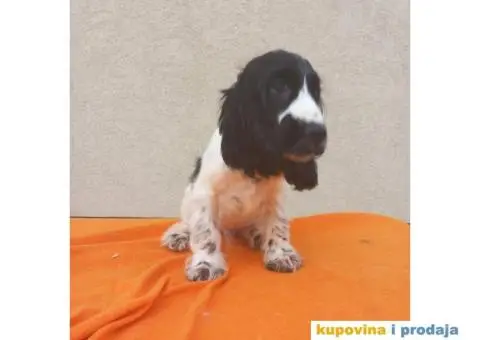 Engleski koker španijel prelepi štenci - 9/13