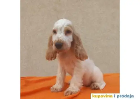 Engleski koker španijel prelepi štenci - 10/13