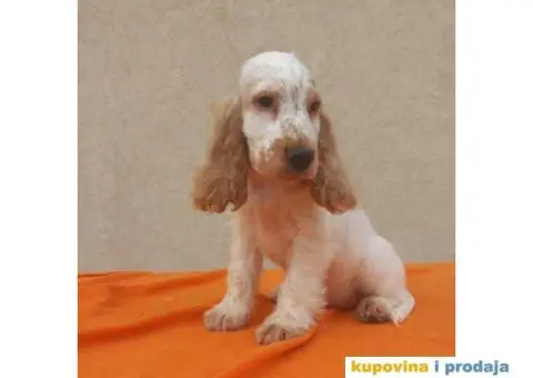 Engleski koker španijel prelepi štenci - 11/13