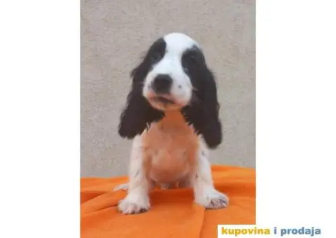 Engleski koker španijel prelepi štenci - 13/13