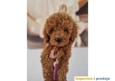 Crvene patuljaste pudle - 1/3