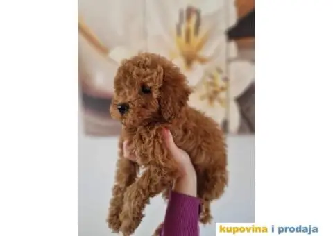 Crvene patuljaste pudle - 2/3