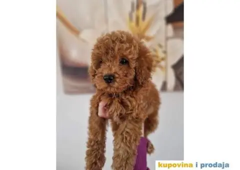 Crvene patuljaste pudle - 3/3