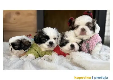 Pekinezer štenci na prodaju - 1/11