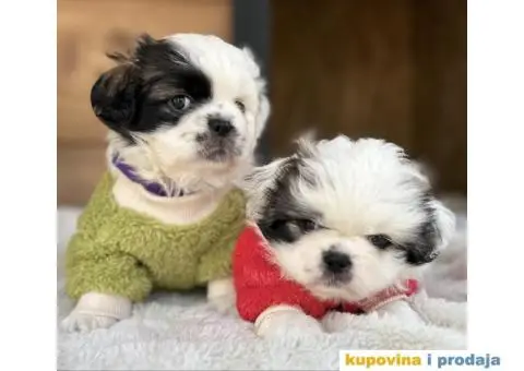 Pekinezer štenci na prodaju - 2/11